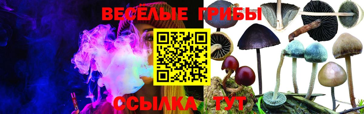 Псилоцибиновые грибы Cubensis Урюпинск